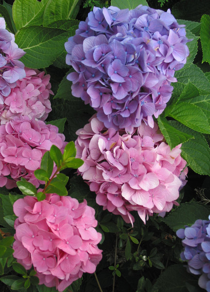 My Hydrangea