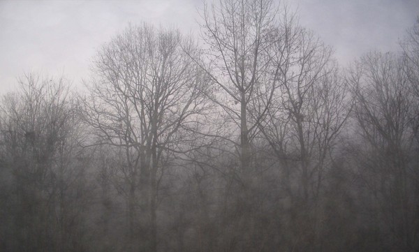 Morning Fog