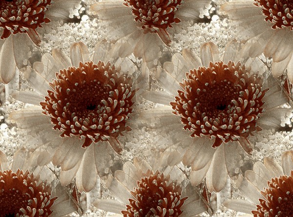 Autumn Toned Gerberas (One)