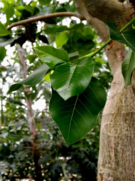 Tree And Leaves