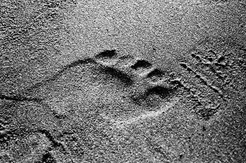grains of sand