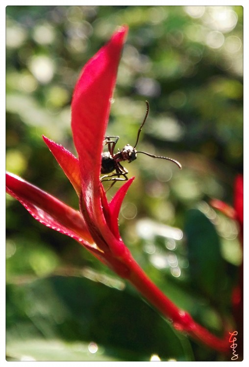 Red Leaves and Black Ant