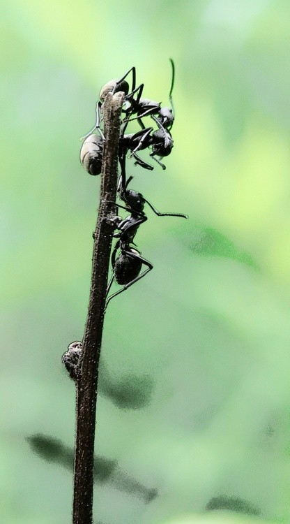  Ant Climbers