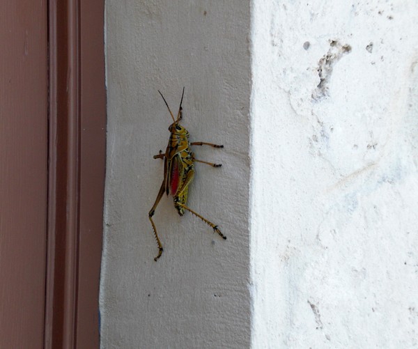 Key West Hopper