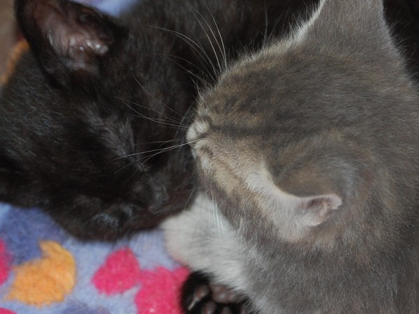 I,M a Sleep..go away meow