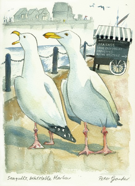 Seagulls, Whitstable harbour