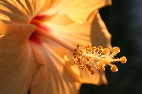 Morning Hibiscus