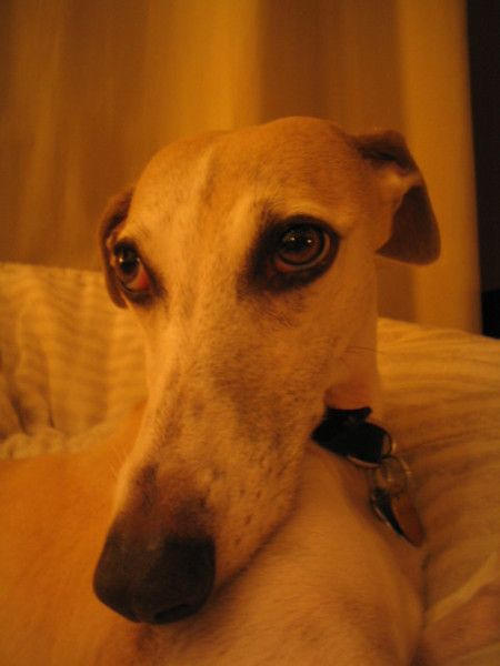 good boy.