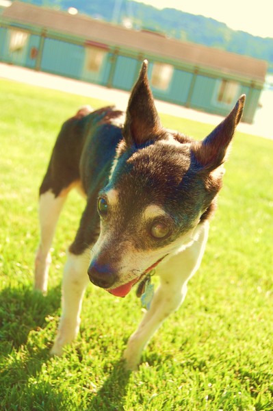 Very special dog ............