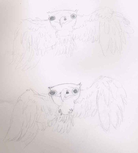 2 Owls