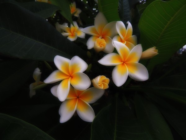 Plumeria Colors