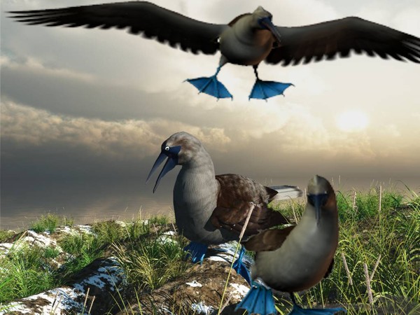Blue footed Boobies