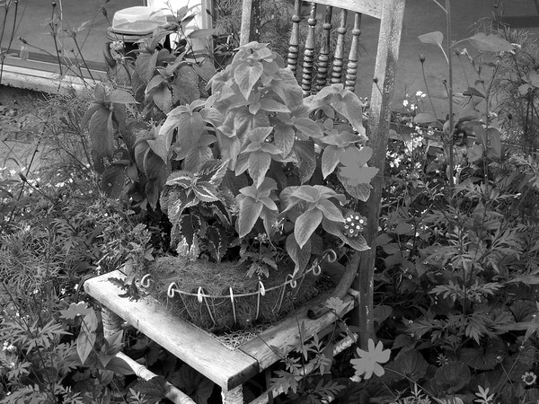 Black and white of Anne's garden