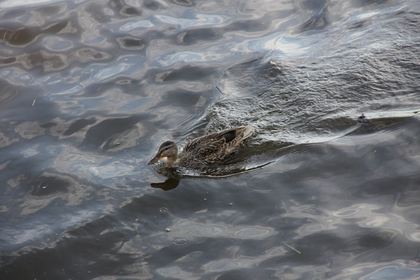 Wild Female mallard duck making friends