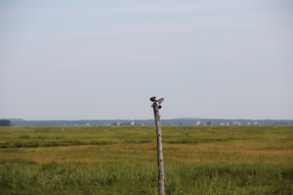 Hey, I want that roost!!!