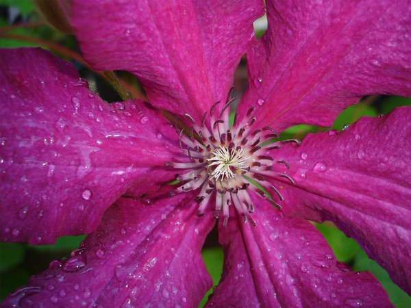 Clematis Hot Pink