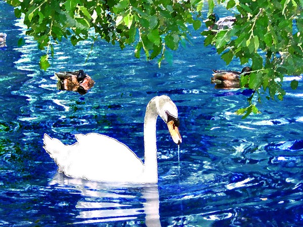 Swan Lake