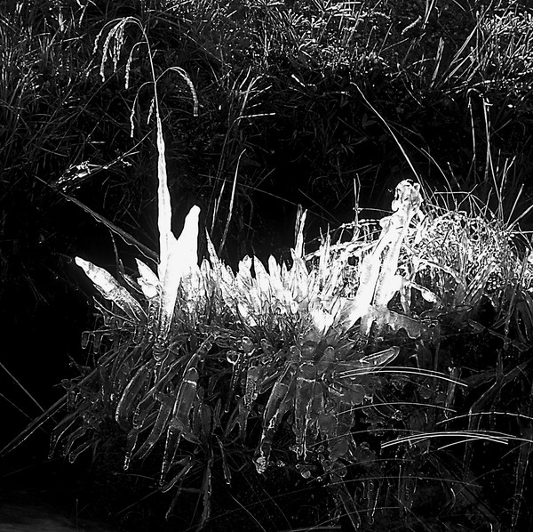 Frozen Grasses and Flying Water Drops