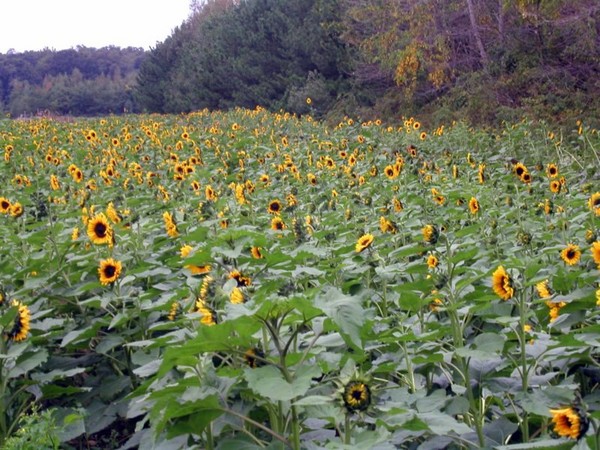 A Field of Sunflowers
