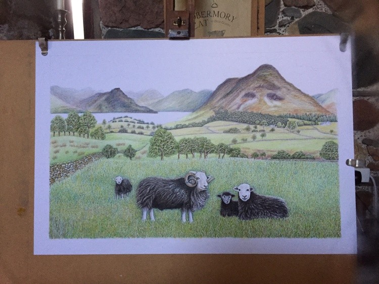 Herdwicks overlooking Crummock