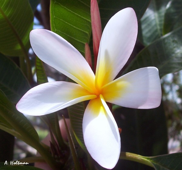 Tropical Beauty