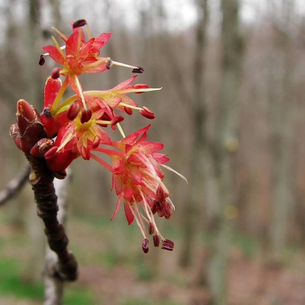 Maple Bloom