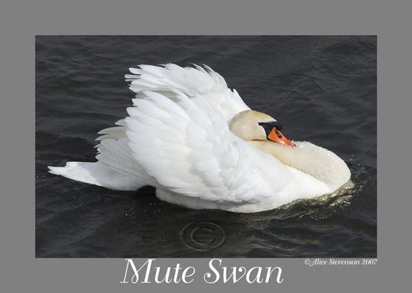 Mute swan 