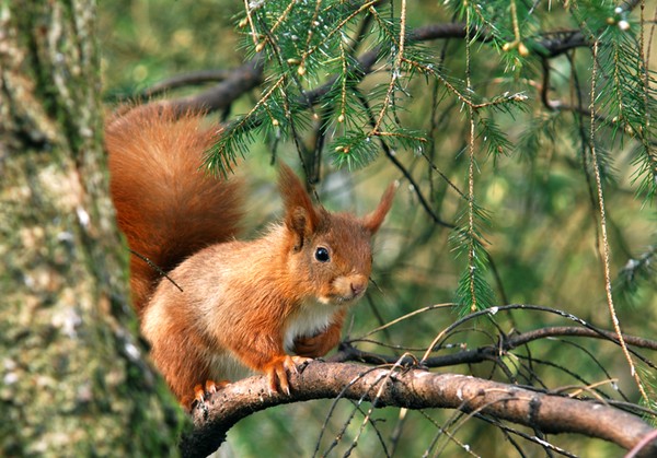 Red Squirrel