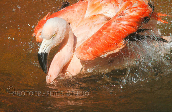 Bathing Flamingo