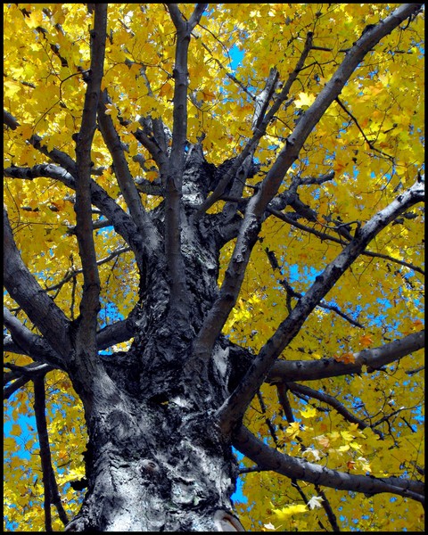 Autumn Color On Tree
