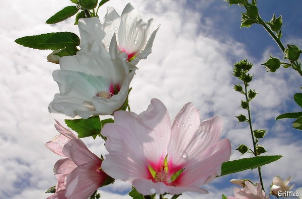 RAINDROPS ON FLOWERS