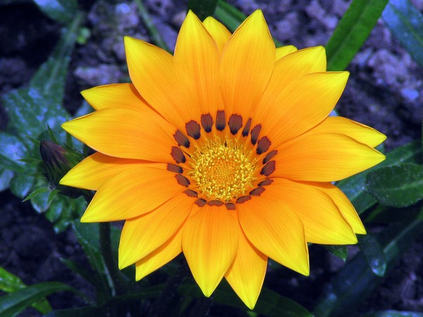 Sunshine