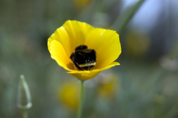 Digging for pollen