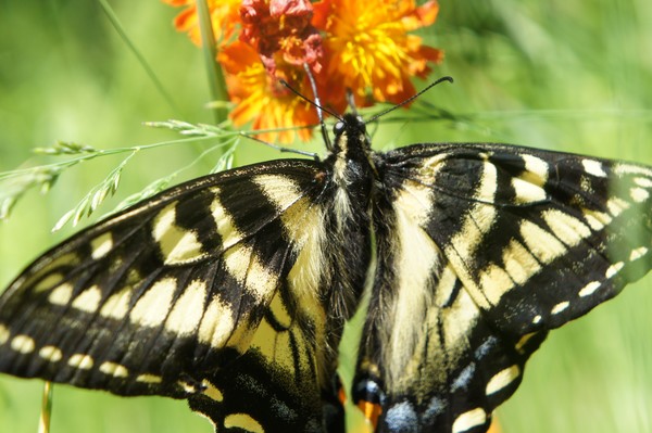 butterfly