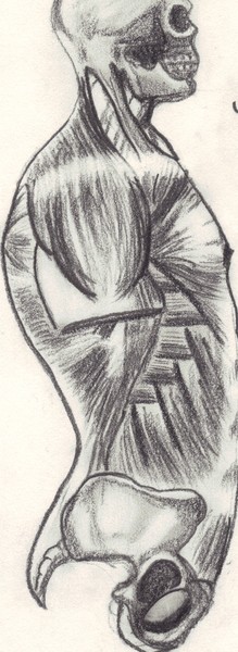 muscles