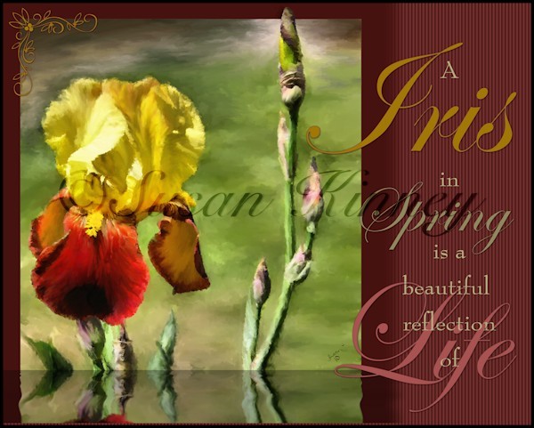 My Painted Iris 2