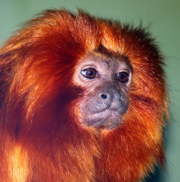 Golden Lion Tamarin