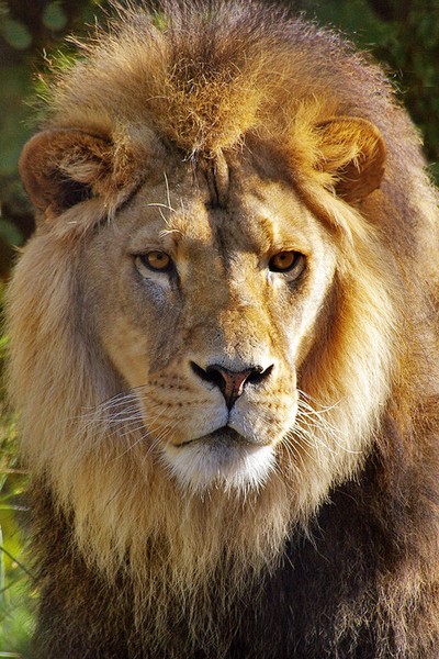 His Royal Highness.