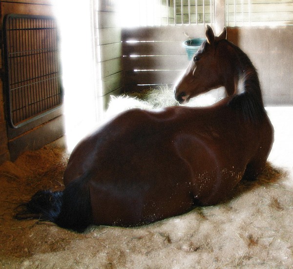 Ivy napping after breakfast