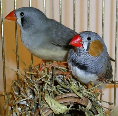 Zebra Finches