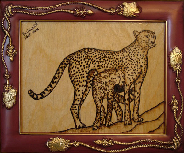 Cheetah (1)
