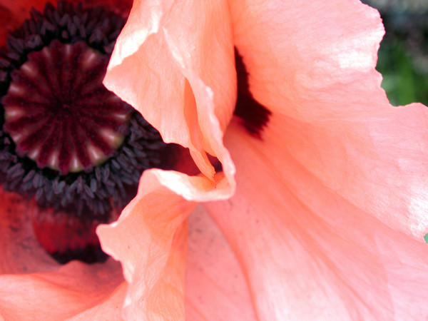 Salmon Poppy ll