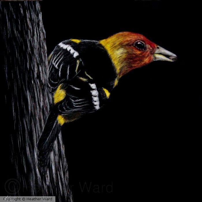western tanager