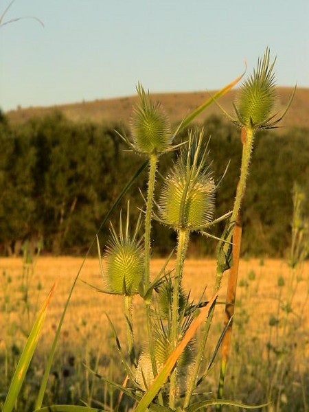 desert rose