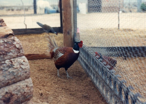 Wild Ringneck Pheasant same one