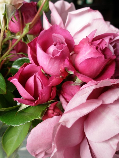 Roses