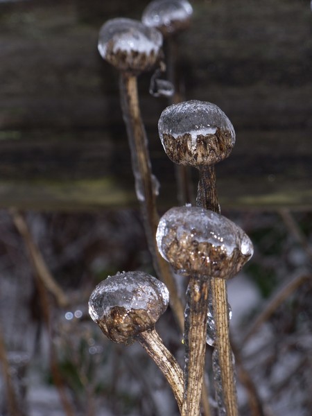Natural Ice Sculpture