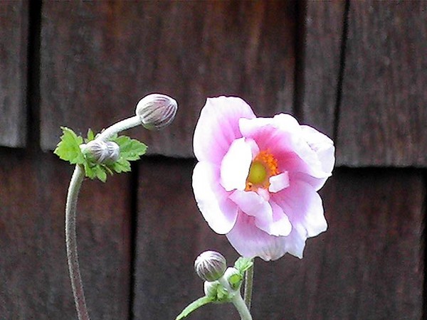 Summer Splendor