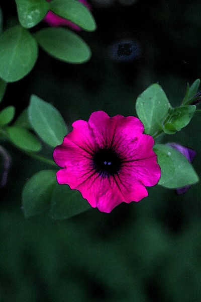 Pink Blossom