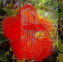 Amapola  Mirage